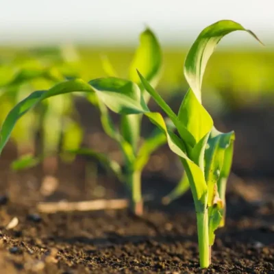 Organic Farming at Home