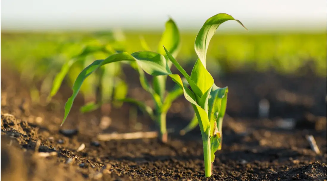 Organic Farming at Home